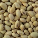 Soybean