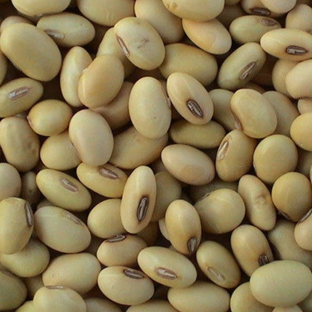 Soybean