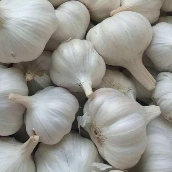 Garlic