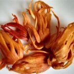 Japathri