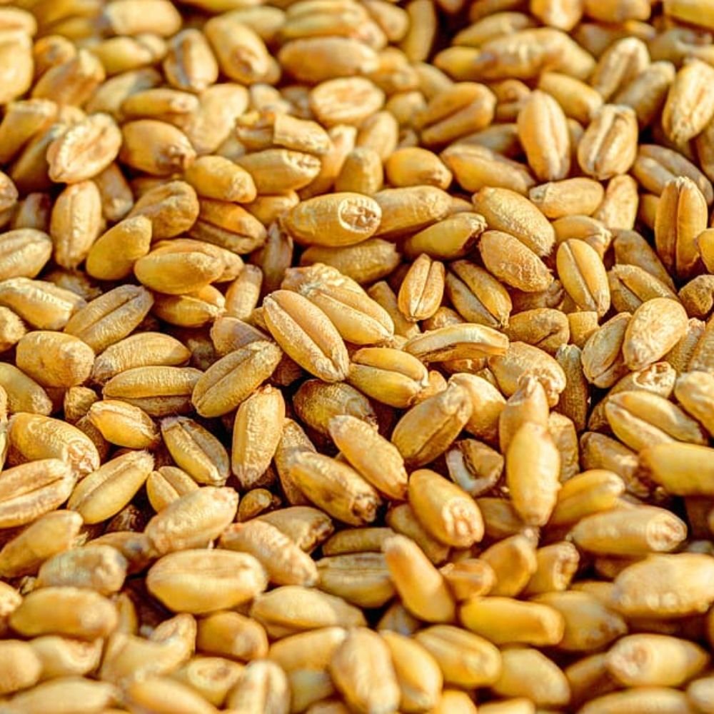 Godumalu