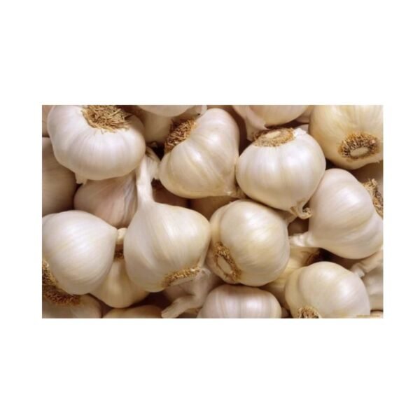 Garlic